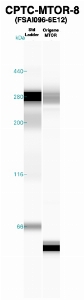 Click to enlarge image Western Blot using CPTC-MTOR-8 as primary Ab against recombinant MTOR (lane 2). Also included are molecular wt. standards (lane 1).