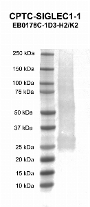 Click to enlarge image Western blot using CPTC-SIGLEC1-1 as primary antibody against human sialic acid binding Ig-like lectin 1, sialoadhesin (SIGLEC1) recombinant protein (lane 2).  Expected molecular weight - 180.6 kDa.  Molecular weight standards are also included (lane 1).