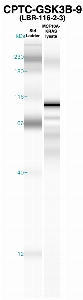 Click to enlarge image Western Blot using CPTC-GSK3B-9 as primary Ab against MCF10A-KRAS cell lysate (lane 2). Also included are molecular wt. standards (lane 1).