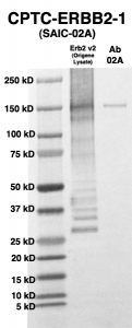 Click to enlarge image Western Blot using CPTC-ERBB2-1 as primary Ab against HEK293T cell lysate containing HER2 variant 2 (from Origene) in lane 2. Also included are molecular wt. standards (lane 1) and the Erbb2-1 Ab as the IgG control (lane 3).