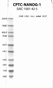 Click to enlarge image Western Blot using CPTC-NANOG-1 as primary antibody against cell lysates A549, H226, HeLa, Jurkat and MCF7. Expected MW of 34.6 KDa. All cell lysates negative.  Molecular weight standards are also included (lane 1).