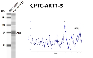 Click to enlarge image Automated western blot using CPTC-AKT1-5 as primary antibody against recombinant AKT1. The antibody can recognize the target.