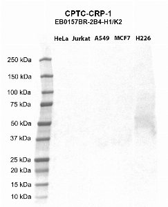 Click to enlarge image Western blot using CPTC-CRP-1 as primary antibody against HeLa (lane 2), Jurkat (lane 3), A549 (lane 4), MCF7 (lane 5), and H226 (lane 6) whole cell lysates.  Expected molecular weight - 25.0 kDa and 10.4 kDa.  Molecular weight standards are also included (lane 1).