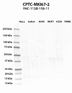 Click to enlarge image Western blot using CPTC-MKI67-2 as primary antibody against HeLa (lane 1), Jurkat (lane 2), A549 (lane 3), MCF7 (lane 4), H226 (lane 5),  and PBMC (lane 6) whole cell lysates. Expected molecular weight > 250 kDa.  Molecular weight standards are also included.