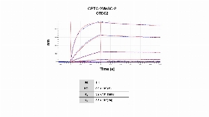 Click to enlarge image Affinity and binding kinetics of CPTC-2MeSC-2 and BSA-conjugated Itaconate peptide were measured using biolayer interferometry. CPTC-2MeSc-2 mouse antibody was captured onto Protein G biosensor. The BSA-conjugated Itaconate peptide at 1024 nM, 256 nM, 64 nM, 16 nM, 4 nM, 1.0 nM and 0.25 nM, was used as analyte. Buffer only and biosensors immobilized without antibody were used as references for background subtraction. All binding data were analyzed globally using a 1:1 fitting.