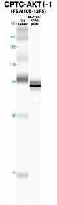Click to enlarge image Western Blot using CPTC-AKT1-1 as primary Ab against MCF10A-KRAS cell lysate (lane 2). Also included are molecular wt. standards (lane 1).
