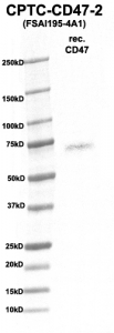 Click to enlarge image Western Blot using CPTC-CD47-2 as primary Ab against rec. CD47 (rAg 00271) (lane 2). Also included are molecular wt. standards (lane 1)