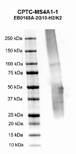 Click to enlarge image Western blot using CPTC-MS4A1-1 as primary antibody against human membrane-spanning 4-domains, subfamily A, member 1 (MS4A1), transcript variant 3, recombinant protein (lane 2).  Expected molecular weight - 32.9 kDa.  Molecular weight standards are also included (lane 1).