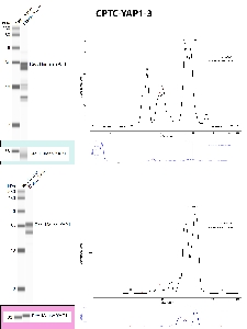 Click to enlarge image Automated WB using CPTC-YAP1-3 as primary antibody against the over-expressed lysates of human YAP1 (MYC tagged) and mouse YAP1 (MYC tagged). The antibody is able to recognize the target protein in both species (top panels). The same MYC tagged recombinant proteins in the over-expressed lysates were tested with an antibody anti-MYC, to confirm size (bottom panels).