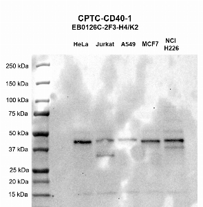 Click to enlarge image Western blot using CPTC-CD40-1 as primary antibody against HeLa (lane 2), Jurkat (lane 3), A549 (lane 4), MCF7 (lane 5), and H226 (lane 6) whole cell lysates.  Expected molecular weight - 29.3.  All cell lines are positive. Molecular weight standards are also included (lane 1).