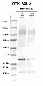 Click to enlarge image Western Blot usign CPTC-AXL-2 as primary antibody against cell lysates of MDA-MB-231 cells treated (lane 2) and not treated (lane 3) with GAS6 (400 ng/mL0 for 10 minutes, after overnight starvation). Molecular weight standards are also included (lane 1). The antibody was not able to detect  the phosphorylated target protein in the GAS6 treated cell lysate. Expected molecultar weight for AXL is about 98 KDa.