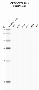 Click to enlarge image Automated western blot using CPTC-CXCL10-2 as primary antibody against PBMC (lane 2), HeLa (lane 3), Jurkat (lane 4), A549 (lane 5), MCF7 (lane 6), and NCI-H226 (lane 7) whole cell lysates.  Expected molecular weight - 10.9 kDa.  Molecular weight standards are also included (lane 1).