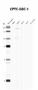Click to enlarge image Automated Western Blot using CPTC-GSC-1 as primary antibody against cell lysates A549, H226, HeLa, Jurkat and MCF7. Expected MW of 28.1 KDa. All cell lysates negative.  Molecular weight standards are also included (lane 1).