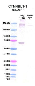 Click to enlarge image Western Blot using CPTC-CTNNBL1-1 as primary Ab against CTNNBL1 (rAg 11057) in lane 2. Also included are molecular wt. standards (lane 1) and mouse IgG control (lane 3).