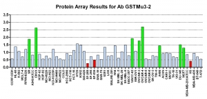 Click to enlarge image Protein Array in which CPTC-GSTMu3-2 is screened against the NCI60 cell line panel for expression. Data is normalized to a mean signal of 1.0 and standard deviation of 0.5. Color conveys over-expression level (green), basal level (blue), under-expression level (red).