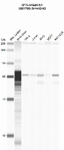 Click to enlarge image Automated western blot using CPTC-SIGLEC9-1 as primary antibody against buffy coat (lane 2), HeLa (lane 3), Jurkat (lane 4), A549 (lane 5), MCF7 (lane 6), and NCI-H226 (lane 7) whole cell lysates.  Expected molecular weight - 50.1 kDa and 52.5 kDa.  Molecular weight standards are also included (lane 1). All cell lines are positive. Target protein is subject to glycosylation which can affect the migration in electrophoresis. This can make the target appear as a higher molecular weight protein.