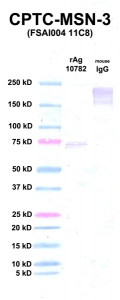 Click to enlarge image Western Blot using CPTC-MSN-3 as primary Ab against rAg 10782 (lane 2). Also included are molecular wt. standards (lane 1) and mouse IgG as control for goat anti-mouse HRP secondary binding (lane 3).