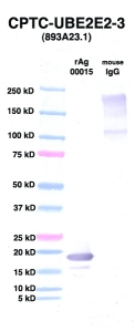 Click to enlarge image Western Blot using CPTC-UBE2E2-3 as primary Ab against UBE2E2 (rAg 00015) (lane 2). Also included are molecular wt. standards (lane 1) and mouse IgG control (lane 3).