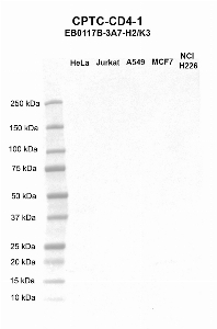 Click to enlarge image Western blot using CPTC-CD4-1 as primary antibody against HeLa (lane 2), Jurkat (lane 3), A549 (lane 4), MCF7 (lane 5), and H226 (lane 6) whole cell lysates.  Expected molecular weight - 51.1 kDa.  Molecular weight standards are also included (lane 1).