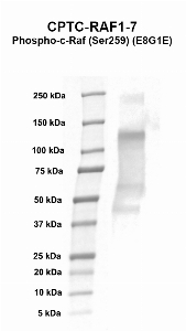 Click to enlarge image Western blot using CPTC-RAF1-7 as primary antibody against transient overexpression lysate of v-raf-1 murine leukemia viral oncogene homolog 1 (RAF1) (lane 2). Molecular weight standards are also included (lane 1). Expected molecular weight – 73.1 kDa.