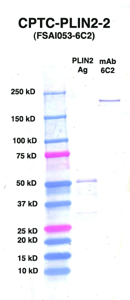 Click to enlarge image Western Blot using CPTC-PLIN2-2 as primary Ab against PLIN2 (rAg 00092) (lane 2). Also included are molecular wt. standards (lane 1) and mouse IgG control (lane 3).