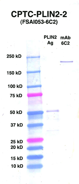 点击放大图像Western Blot，使用CPTC-PLIN2-2作为针对PLIN2的主要抗体（rAg 00092）（通道2）。还包括分子重量标准（通道1）和小鼠IgG控制（通道3）。