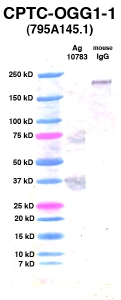 Click to enlarge image Western Blot using CPTC-OGG1-1 as primary Ab against Ag 10783 (lane 2). Also included are molecular wt. standards (lane 1) and mouse IgG control (lane 3).