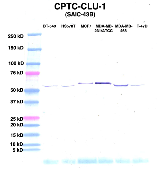 Click to enlarge image Western Blot using CPTC-CLU-1 as primary Ab against lysates from six breast cancer cell lines from the NCI60 cell line collection (lanes 2-7). Also included are molecular wt. standards (lane 1).
