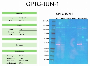 Click to enlarge image Western blot using CPTC-JUN-1 as primary antibody against the whole lysates of U251, A498, SW6-620, SNB-75, MOLT-4, and PC-3. The antibody detected the target protein (~35.6 KDa) in U251 and MOLT-4 cell lysates.