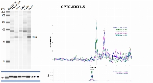 Click to enlarge image Automated western blot using CPTC-IDO1-5 as primary antibody against whole lysates of cell lines CCRF-CEM, HeLa, Jurkat, K-562 and MCF7. Protein molecular weight is about 45 KDa. The antibody recognizes IDO1 in the HeLa and MCF7 lysates, presumably recognizes the target in CCRF-CEM and Jurkat, but not in K-562 lysates. Loading controls were run with anti-GAPDH antibody.