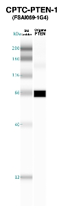 Click to enlarge image Western blot of CPTC-PTEN-1 antibody with recombinant PTEN