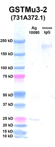 Click to enlarge image Western Blot using CPTC-GSTMu3-2 as primary Ab against Ag 10080 (lane 2). Also included are molecular wt. standards (lane 1) and mouse IgG control (lane 3).