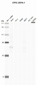 Click to enlarge image Automated western blot using CPTC-CD70-1 as primary antibody against A549 (lane 2), HeLa (lane 3), Jurkat (lane 4), MCF7 (lane 5), H226 (lane 6), and PBMC (lane 7) whole cell lysates.  Expected molecular weight - 21.1 kDa and 23.4 kDa.  Molecular weight standards are also included (lane 1). A549 is positive. All other cell lines are negative. Target protein is subject to glycosylation which can affect the migration in electrophoresis. This can make the target appear as a higher molecular weight protein.