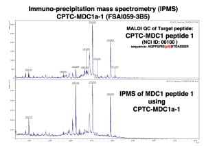 Click to enlarge image Immuno-Precipitation Mass Spectrometry using CPTC-MDC1-1 antibody with CPTC-MDC1 peptide 1 (phosphorylated) as the target antigen. 