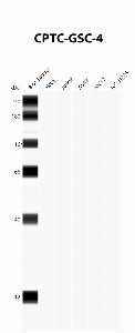 Click to enlarge image Automated Western Blot using CPTC-GSC-4 as primary antibody against cell lysates A549, H226, HeLa, Jurkat and MCF7. Expected MW of 28.1 KDa. All cell lysates negative.  Molecular weight standards are also included (lane 1).