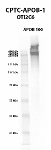 Click to enlarge image Western blot using CPTC-APOB-1 as primary antibody against human APOB 100 native protein (lane 2). Expected molecular weight - 516 kDa.  Molecular weight standards are also included (lane 1).