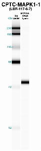 Click to enlarge image Western Blot using CPTC-MAPK1-1 as primary Ab against MCF10A-KRAS cell lysate (lane 2). Also included are molecular wt. standards (lane 1).