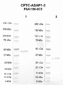 Click to enlarge image Western blot using CPTC-ASAP1-3 as primary antibody against PZA protein domain (Lane 1, Expected M.W. 45 kDa) and ZA protein domain (Lane 2, Expected M.W. 32 kDa). Molecular weight standards are included for each protein.
