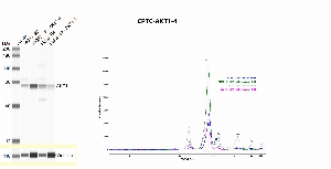 Click to enlarge image Immuno-precipitation performed using CPTC-AKT1-4 as capture antibody against MCF7 and HeLa lysates.  Eluates were tested in automated western blot using the same CPTC-AKT1-4 as detection antibody. The target protein was detected only in the whole lysates (lanes MCF7 SM, HeLa SM), and in the IP eluates (lane MCF7 – IP – AKT1-4, HeLa – IP – AKT1-4).