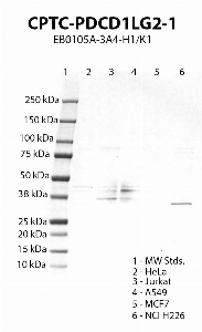 Click to enlarge image Western blot using CPTC-PDCD1LG2-1 as primary antibody against HeLa (lane 2), Jurkat (lane 3), A549 (lane 4), MCF7 (lane 5) and NCI H226 (lane 6) cell lysates.  Expected molecular weight 31 kDa.  Molecular weight standards (MW Stds.) are also included (lane 1).  Positive for cell line NCI H226. Negative/inconsistent results for the other cell lines.