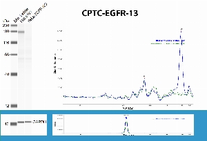 Click to enlarge image SW using CPTC-EGFR-13 as primary antibody against the whole lysates of WT HeLa and correpondent EGFR KO HeLa. The antibody is able to recognize the endogenous protein onlyin WT HeLa as expected.