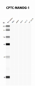 Click to enlarge image Automated Western Blot using CPTC-NANOG-1 as primary antibody against cell lysates A549, H226, HeLa, Jurkat and MCF7. Expected MW of 34.6 KDa. All cell lysates negative.  Molecular weight standards are also included (lane 1).
