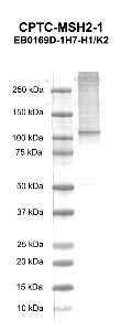 Click to enlarge image Western blot using CPTC-MSH2-1 as primary antibody against human mutS homolog 2, colon cancer, nonpolyposis type 1 (MSH2) recombinant protein (lane 2). Expected molecular weight - 104.6 kDa.  Molecular weight standards are also included (lane 1).