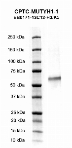 Click to enlarge image Western blot using CPTC-MUTYH-1 as primary antibody against human mutY homolog (E. coli) (MUTYH / MYH), transcript variant alpha1, full length, with N-terminal HIS tag, recombinant protein expressed in E. coli (lane 2).  Expected molecular weight - 59.9 kDa.  Molecular weight standards are also included (lane 1).
