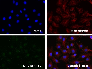 Click to enlarge image Immunofluorescence staining of human cell line A549 with CPTC-ERRFI1-2 Ab shows localization to the nucleus and cytosol.
