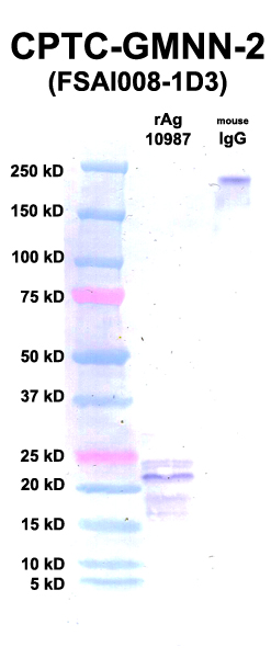 Click to enlarge image Western Blot using CPTC-GMNN-2 as primary Ab against GMNN (Ag 10987) (lane 2). Also included are molecular wt. standards (lane 1) and mouse IgG control (lane 3).