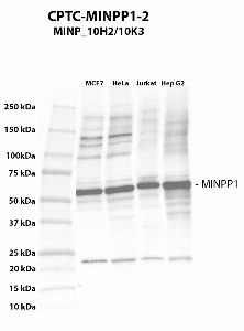 Click to enlarge image Western blot using CPTC-MINPP1-1 antibody against cell lysates of MCF7, HeLa, Jurkat and HepG2. The antibody is presumably able to detect the target in the tested cell lines (weakly for HepG2). The same cell lines have been tested for Vinculin as loading control.