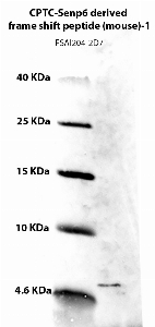 Click to enlarge image Western Blot using CPTC-Senp6 derived frame shift peptide (mouse)-1 as primary Ab against CPTC-Senp6 derived frame shift peptide (mouse)-1 (NCI ID 00285)  (lane 2). Also included are molecular wt. standards (lane 1).
Analysis was carried out on a tricine gel. 