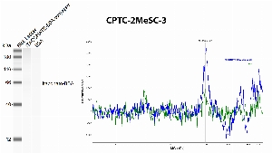 Click to enlarge image Automated western blot using CPTC-2MeSCe-3 as primary antibody against BSA conjugated Itaconate and BSA (negative control). The antibody is able to recognize very weakly the BSA conjugated Itaconate, and shows no crossreactivity with BSA.