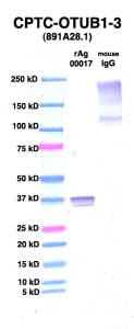 Click to enlarge image Western Blot using CPTC-OTUB1-3 as primary Ab against OTUB1 (rAg 00017) (lane 2). Also included are molecular wt. standards (lane 1) and mouse IgG control (lane 3).
